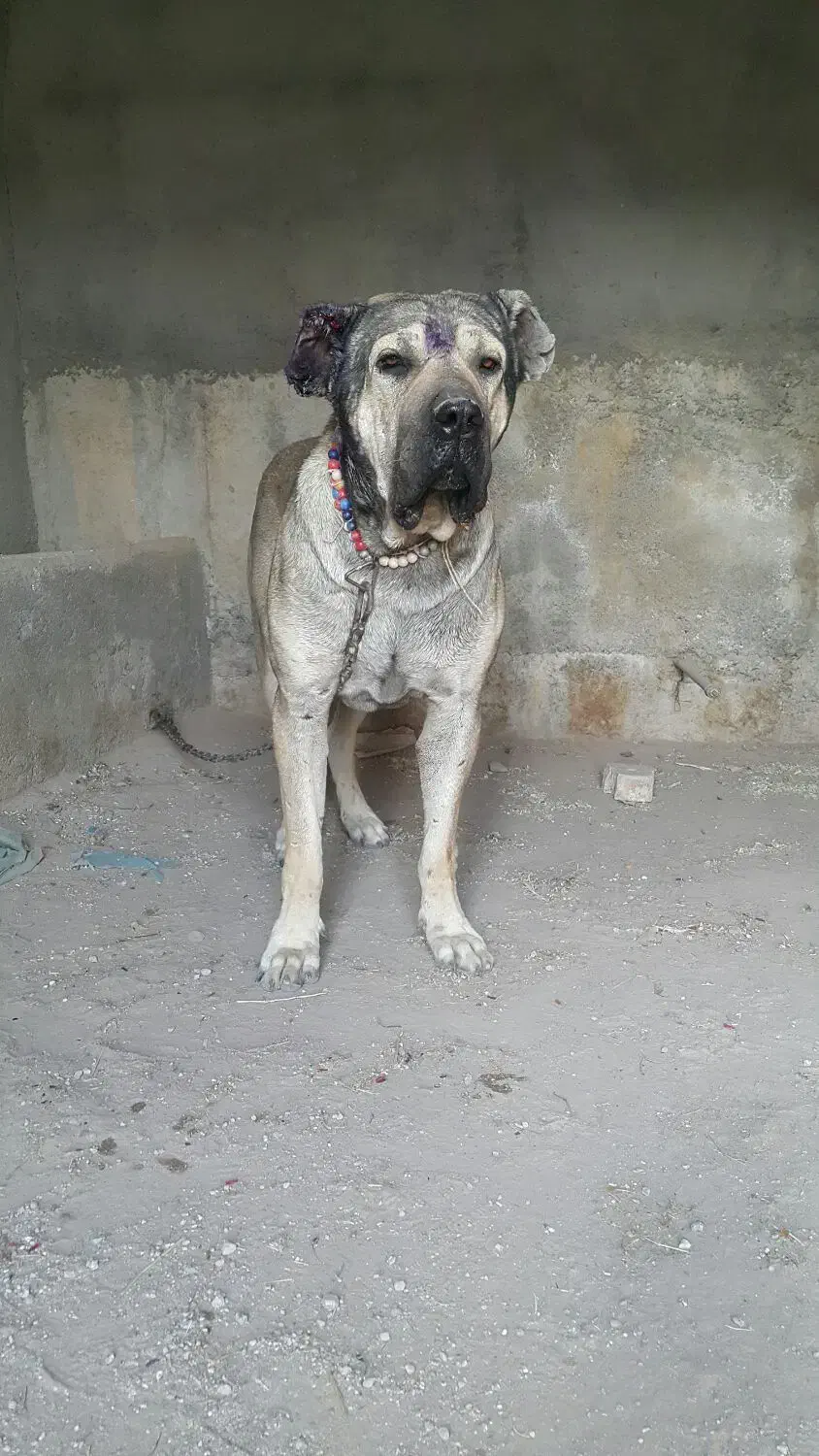 سرابی بینظیر|سگ|تهران, بوستان ولایت|دیوار