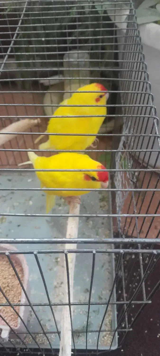 باباکوری|پرنده|دابودشت, |دیوار