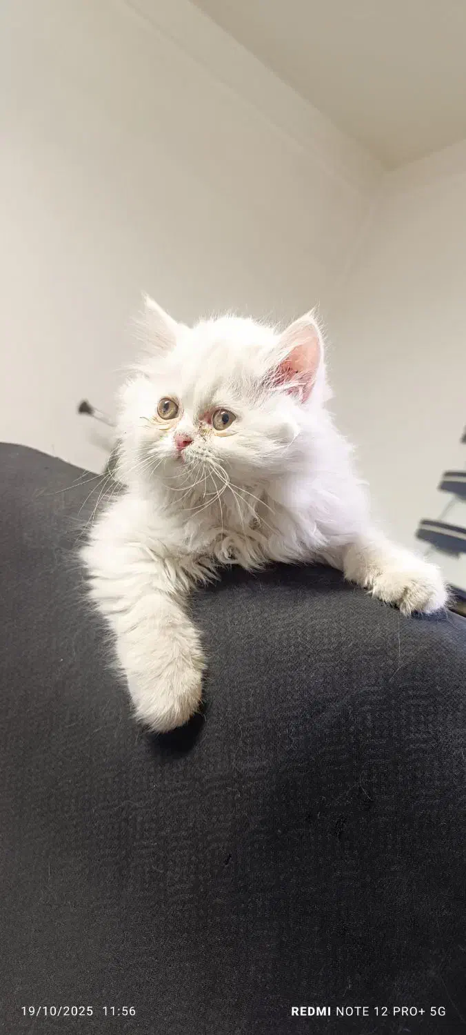 بچه گربه پرشین|گربه|تبریز, |دیوار