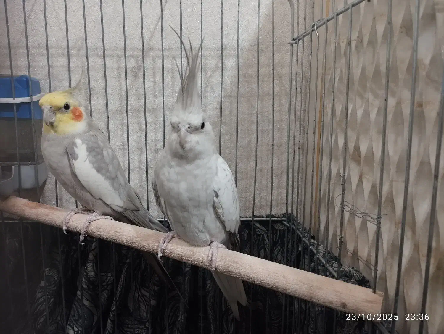 عروس هلندی|پرنده|قرچک, محمد آباد|دیوار