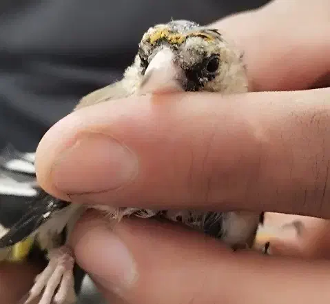 جوجه سهره نر|پرنده|ملایر, |دیوار