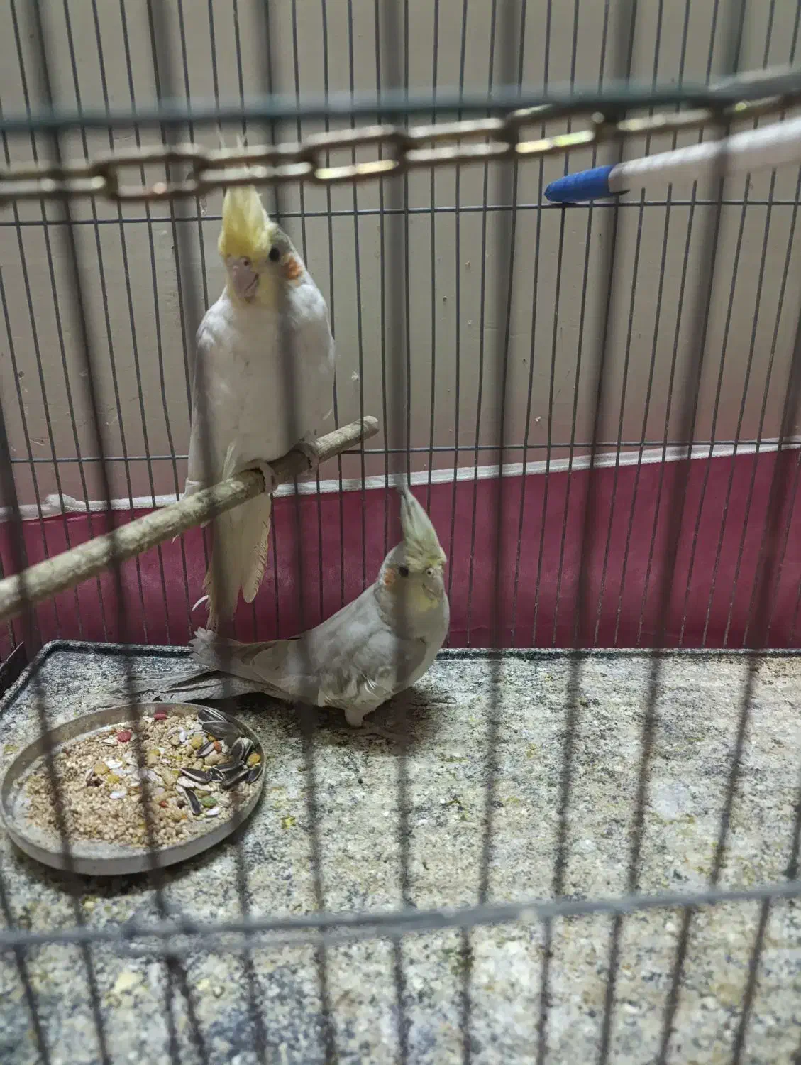 عروس هلندی|پرنده|خمینیشهر, |دیوار