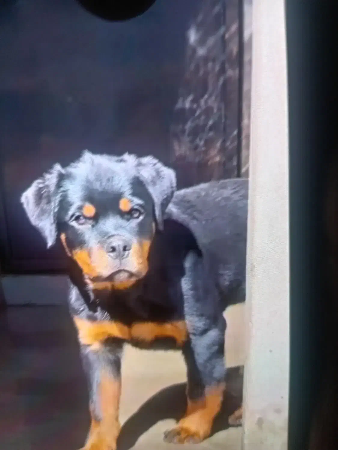 توله سگ روتوایلر فروشی 3تا واکسن خورده یه|سگ|سبزوار, شهرک صنعتی خاوران|دیوار