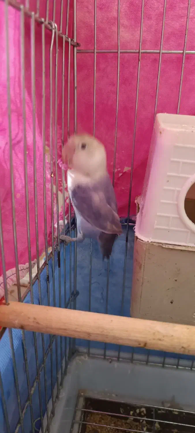 پابلو برزیلی|پرنده|اسلامآباد غرب, |دیوار