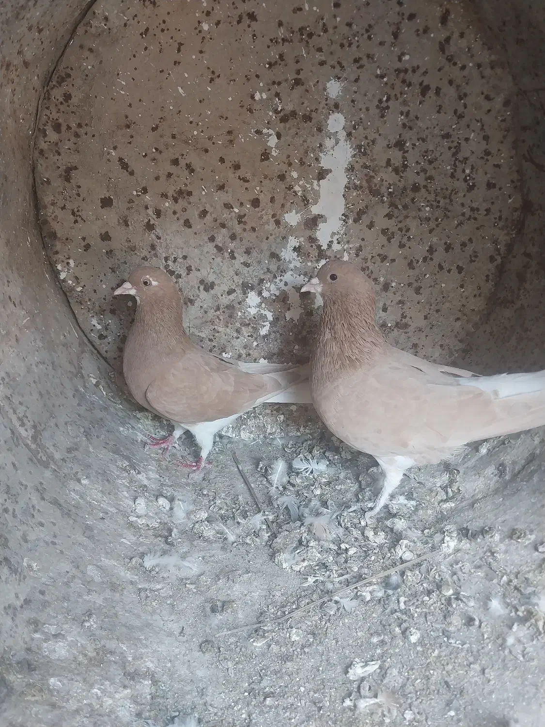 خوشرنگ زرد شهری پلاکی پرشی کبوتر|پرنده|کوه چنار, |دیوار