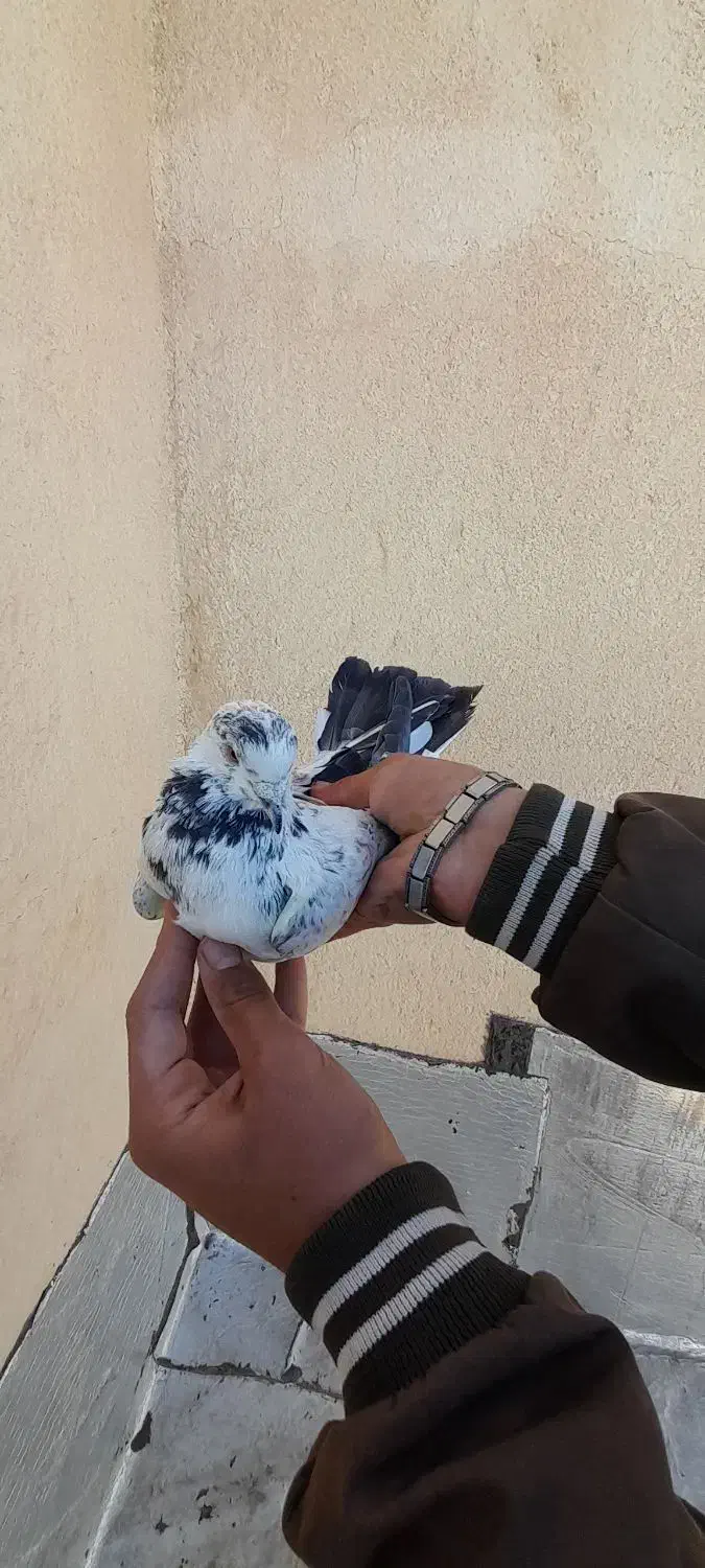 ک.بوتر نرو ماده نامبروان|پرنده|بروجن, |دیوار