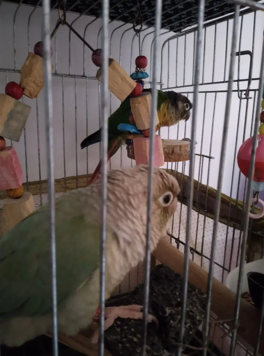 گرنچیک|پرنده|تربت‌حیدریه, آبشار|دیوار