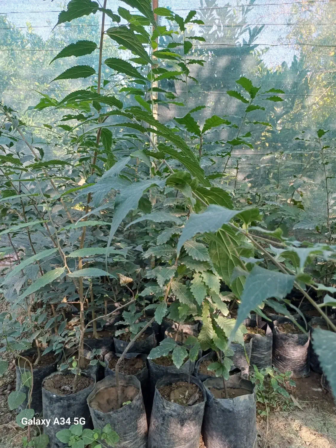 فروش نهال بلوط|خدمات باغبانی و درختکاری|ساری, |دیوار