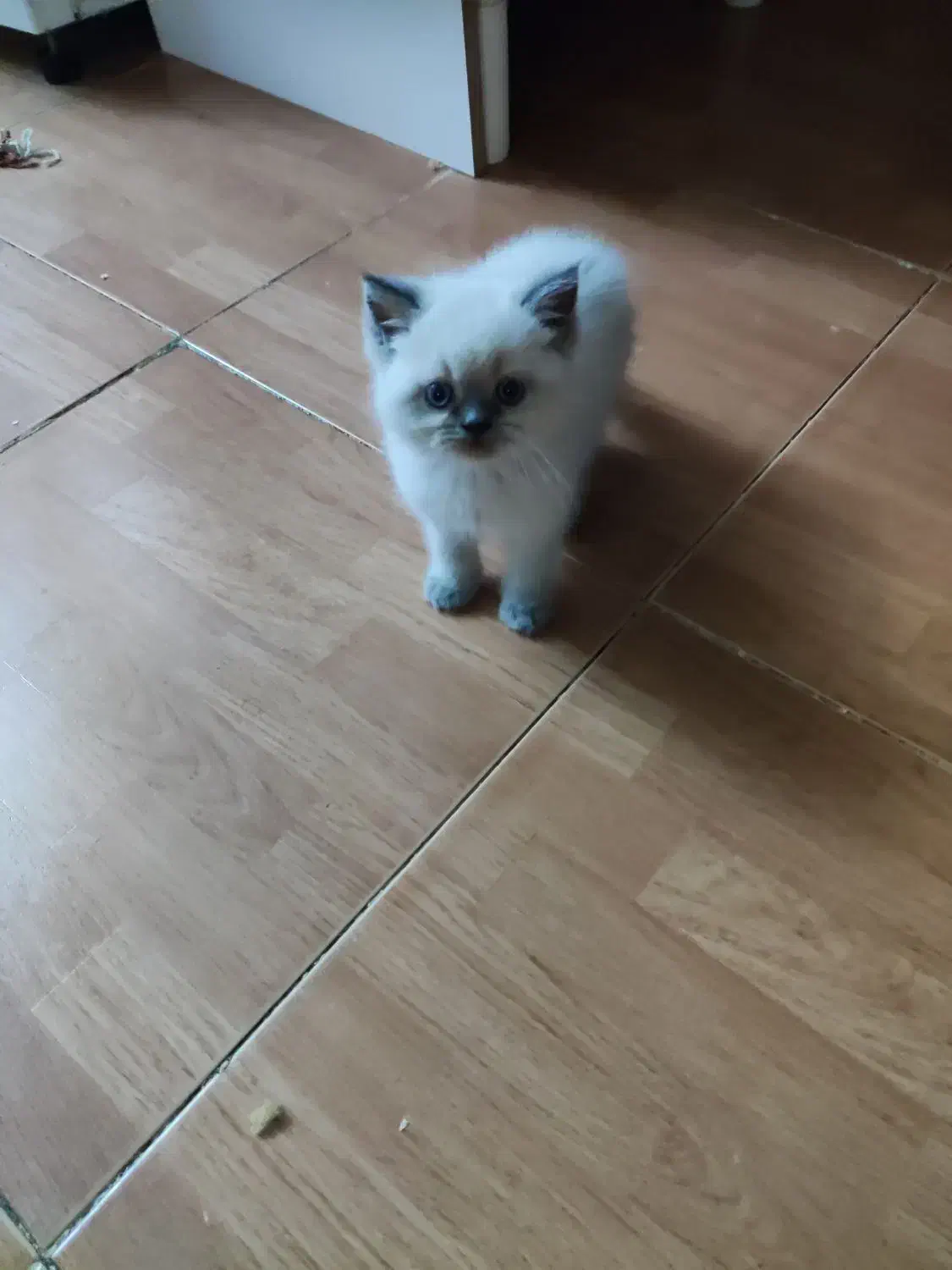 گربه|گربه|دزفول, |دیوار