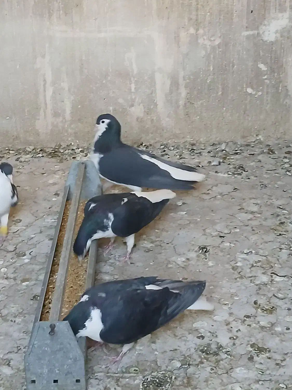 پلاس سیاه مهر مهر نروماده دو جفت با جوجه هاشون|پرنده|قم, شاه ابراهیم|دیوار