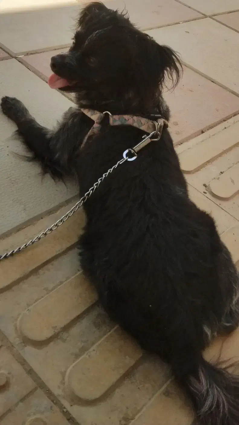 یک قلاده سک خانگی|سگ|چهارباغ, |دیوار