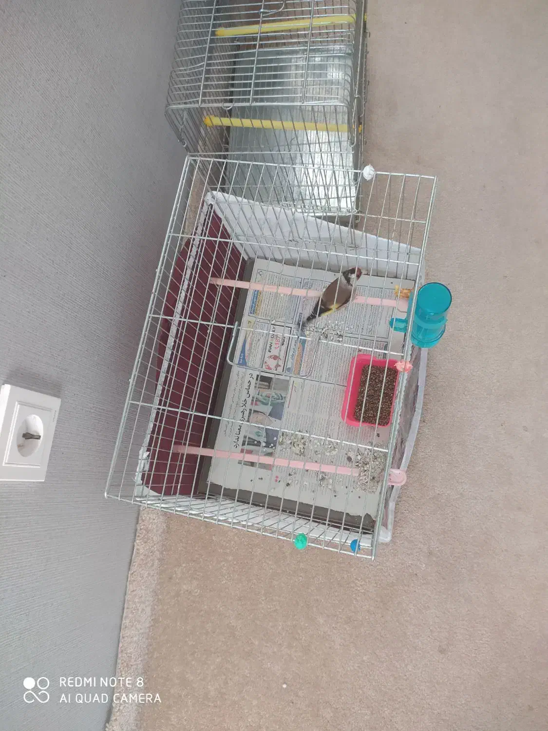 سهره  نر جوجه قفس وقفس غلامی|پرنده|خوی, |دیوار