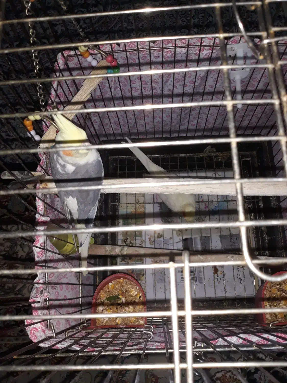 عروس هلندی مولد|پرنده|فرخ‌شهر, |دیوار