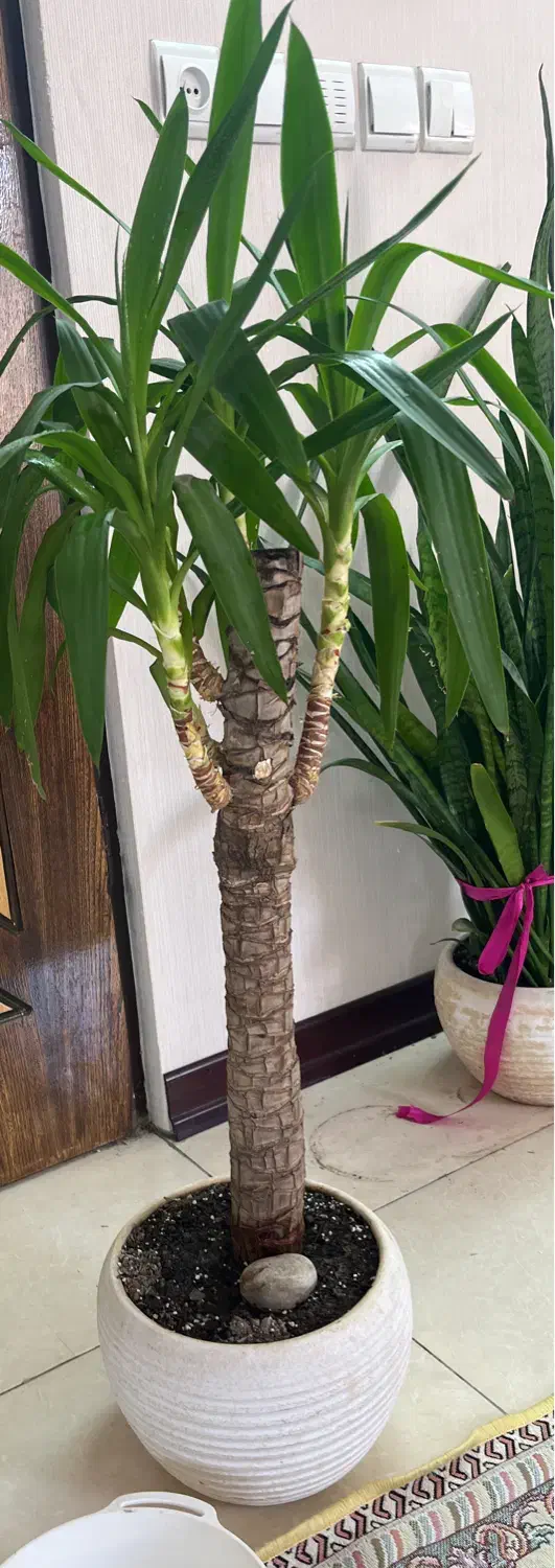 فروش این دوتا گیاه|گل و گیاه طبیعی|اصفهان, سروستان|دیوار