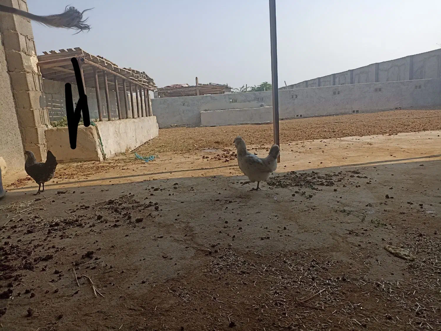 مرغ و خروس|حیوانات مزرعه|بندر کنگان, |دیوار