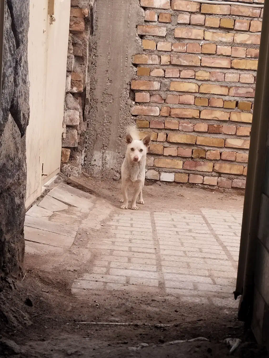 پاپی|سگ|تربت جام, یحیی آباد|دیوار