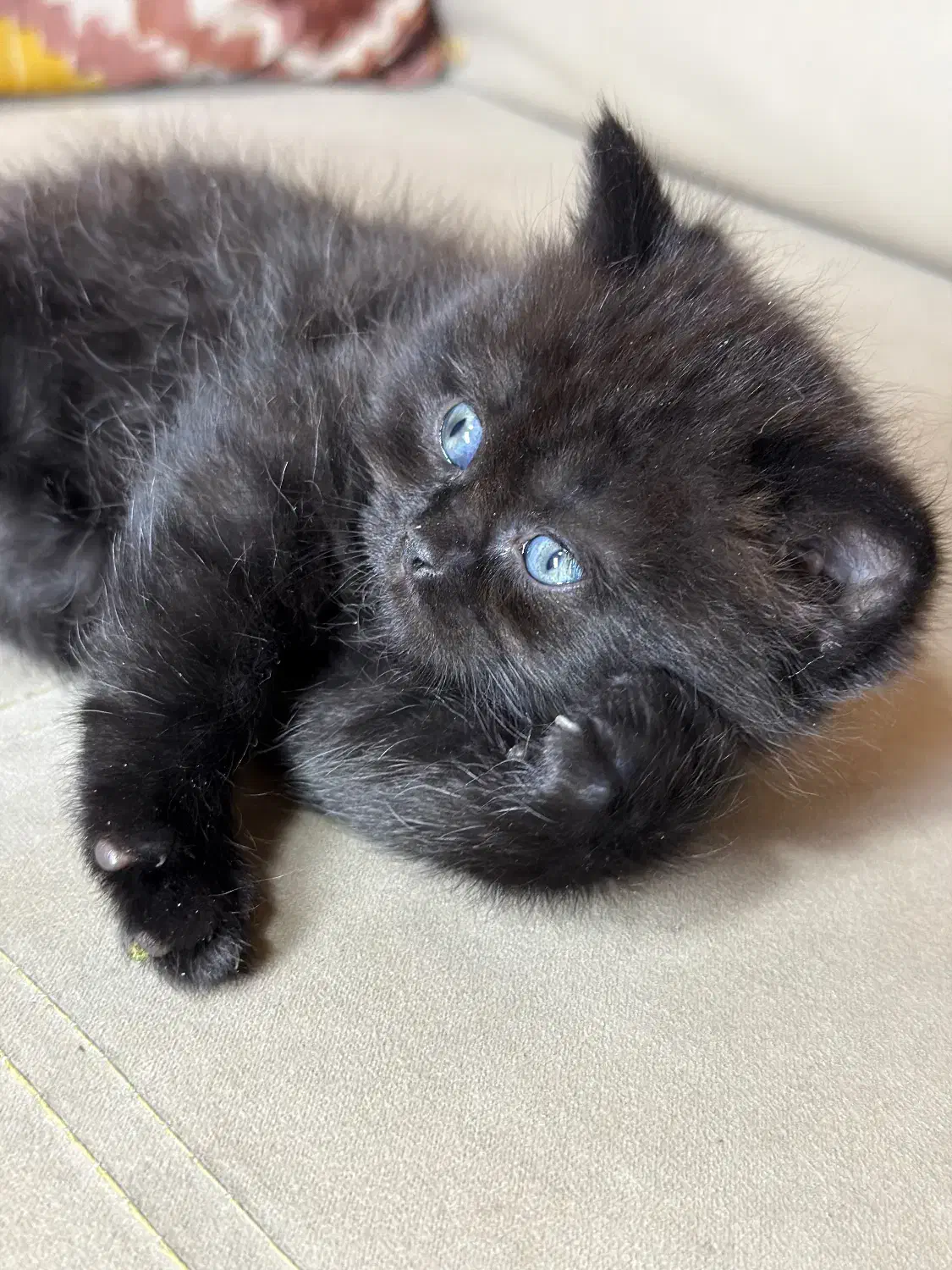 گربه اسکاتیش|گربه|تهران, زرکش|دیوار