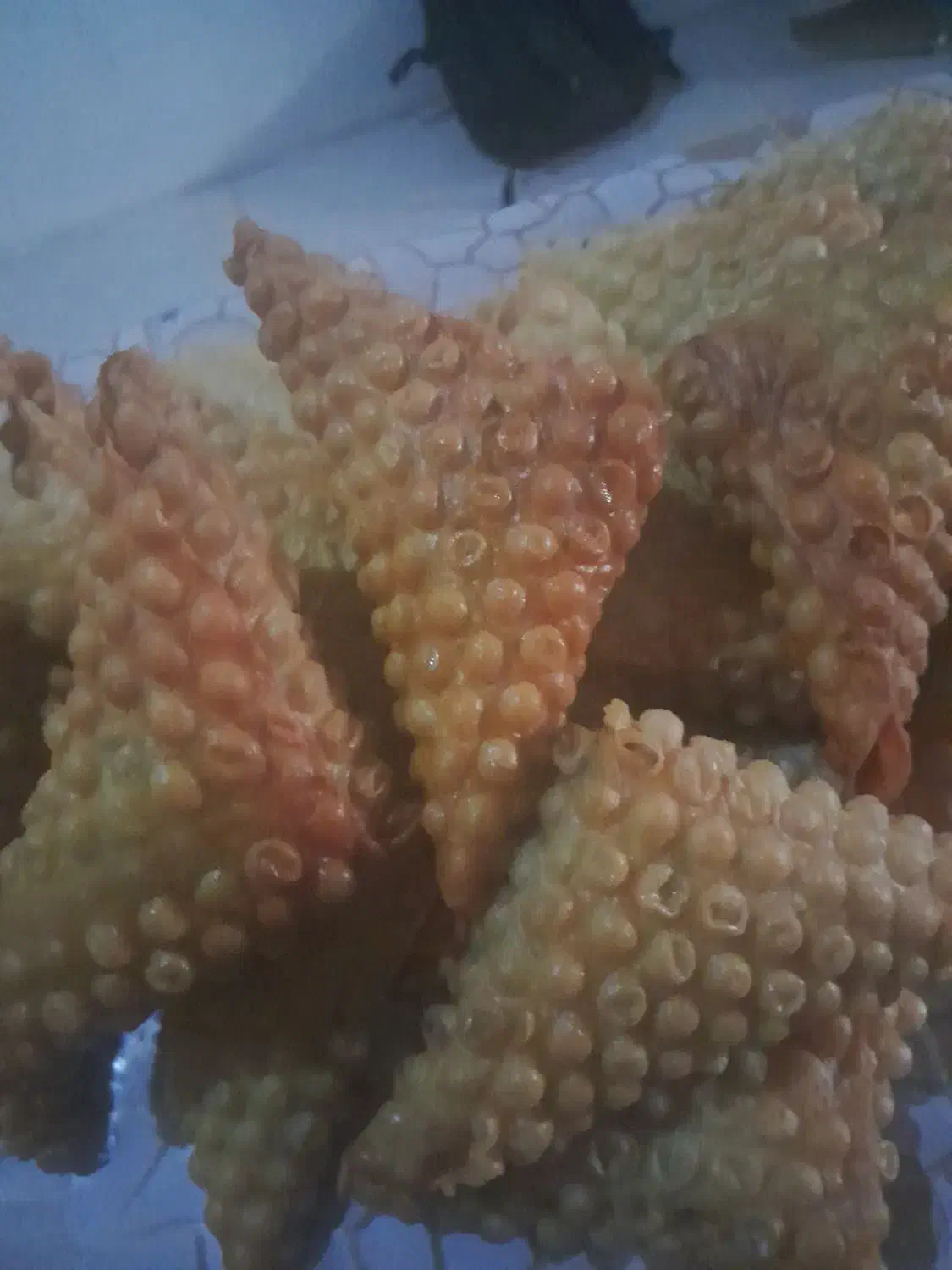 سمبوسه|خوردنی و آشامیدنی|تهران, جوادیه تهرانپارس|دیوار