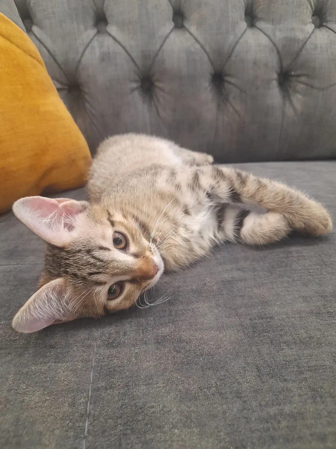 واگذاری گربه نژاد DSH|گربه|رباط‌کریم, رباط‌کریم|دیوار