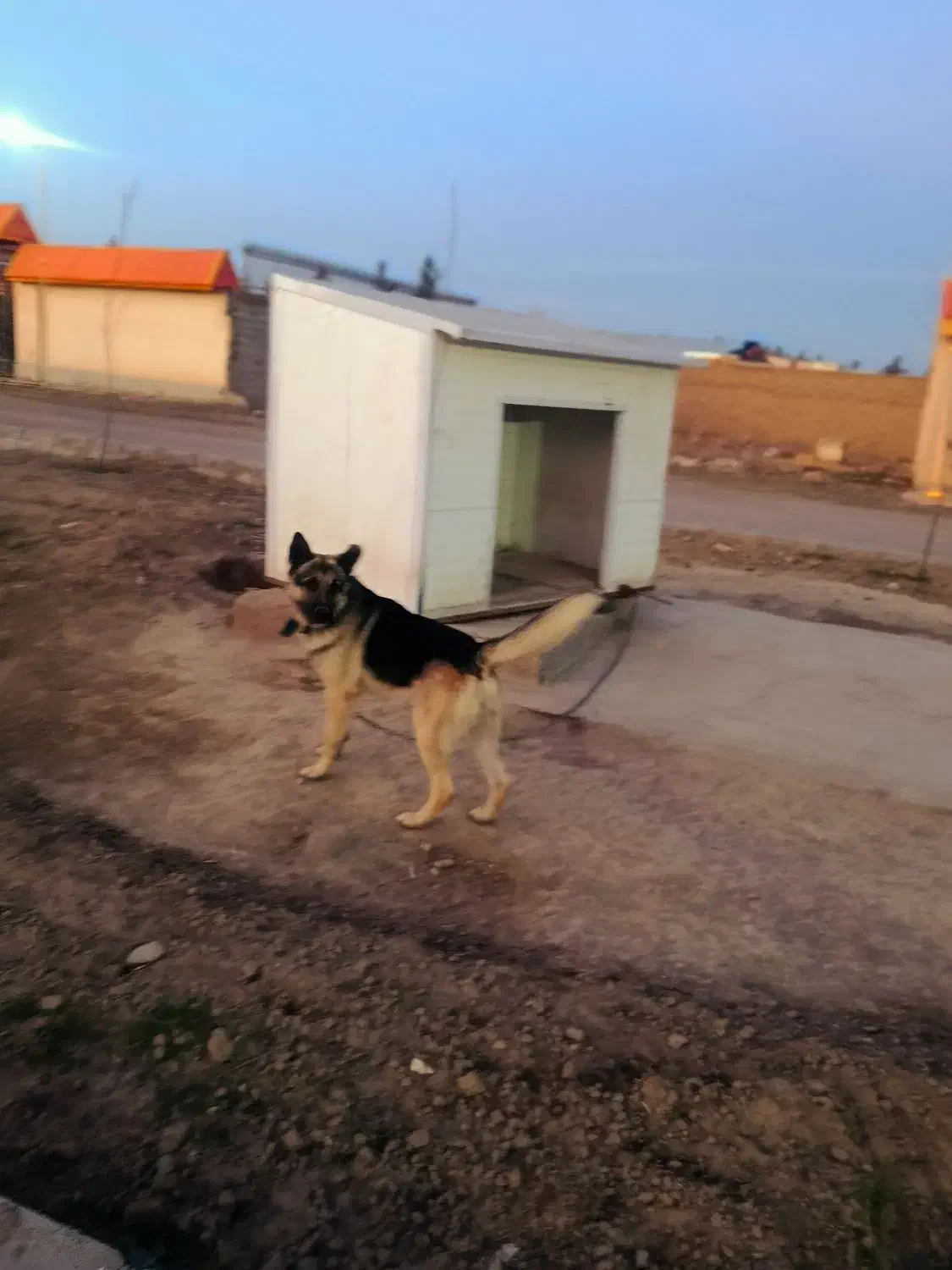 سگ ژرمن بلک|سگ|مشهد, کارمندان دوم|دیوار
