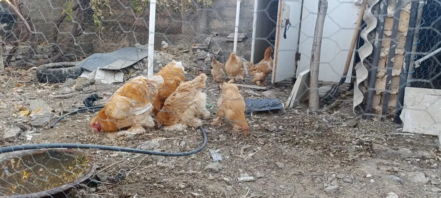 مرغ و خروس برهما|حیوانات مزرعه|بیستون, |دیوار