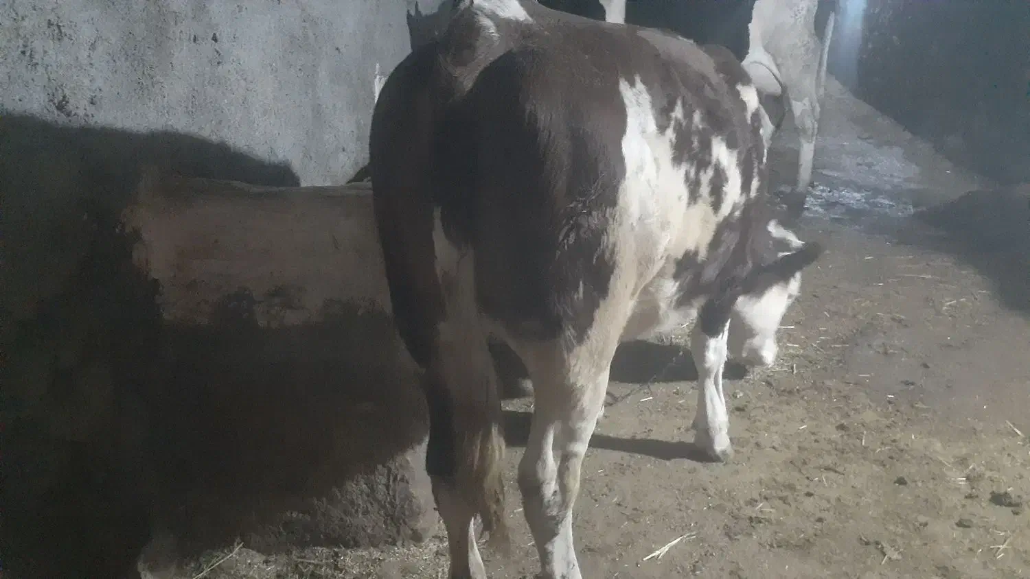 گوساله سیمنتال|حیوانات مزرعه|سجاس رود, |دیوار