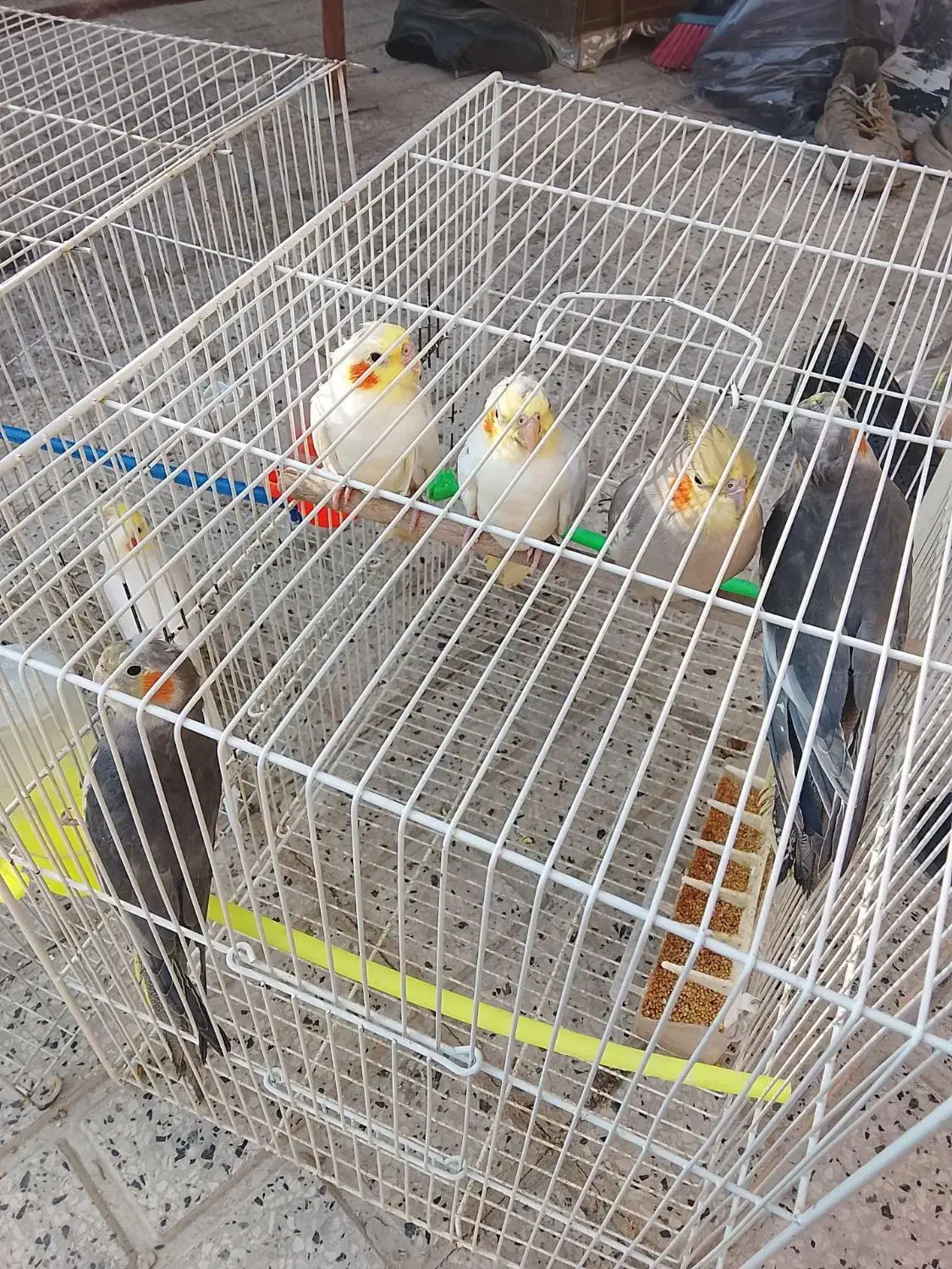 عروس هلندی|پرنده|مشهد, ادیب نیشابوری (شهرک غرب)|دیوار