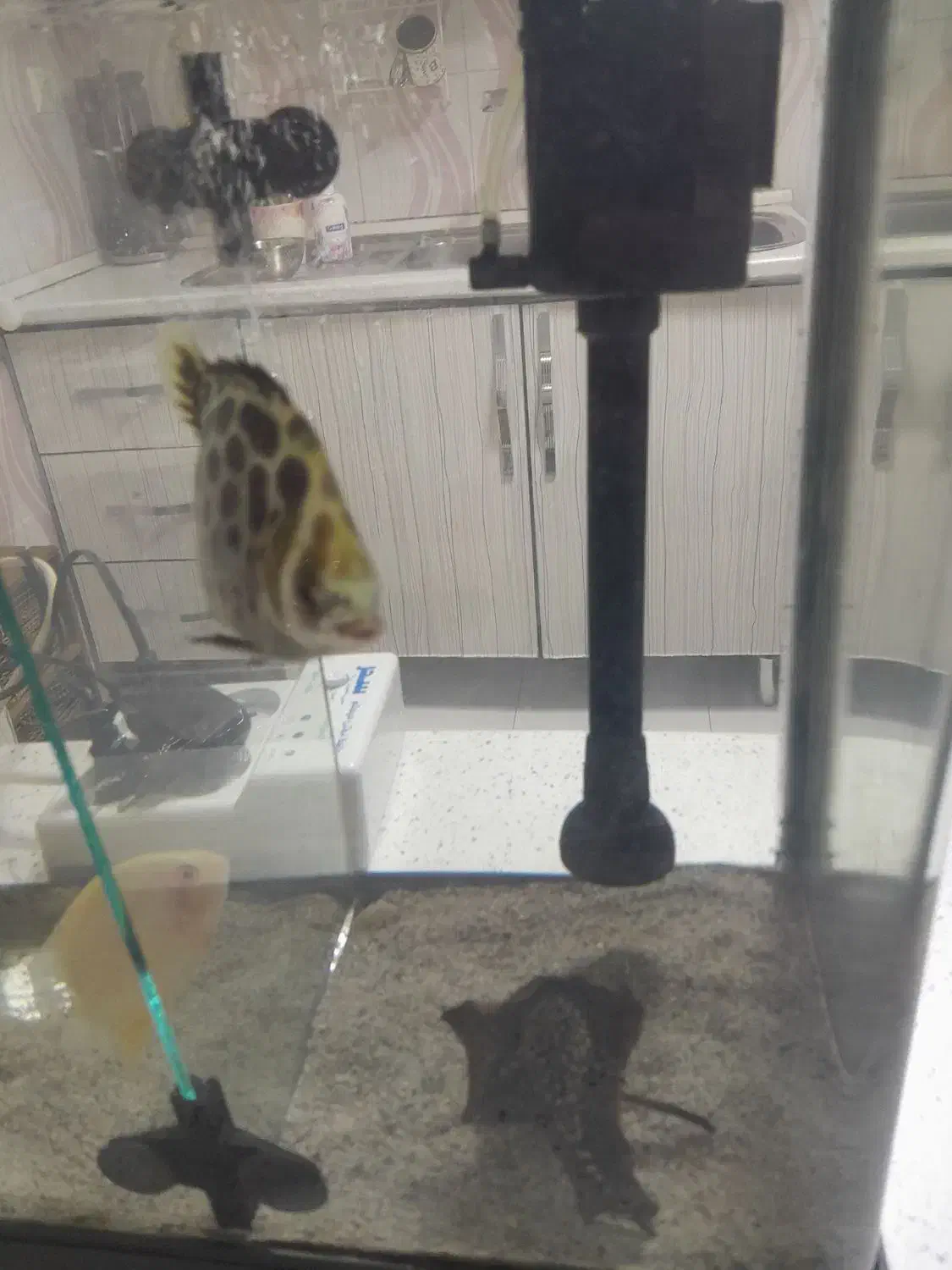 اکواریوم بالوازم ماهی وغذا،پاکدشت|ماهی|پاکدشت, شهرک امام رضا|دیوار