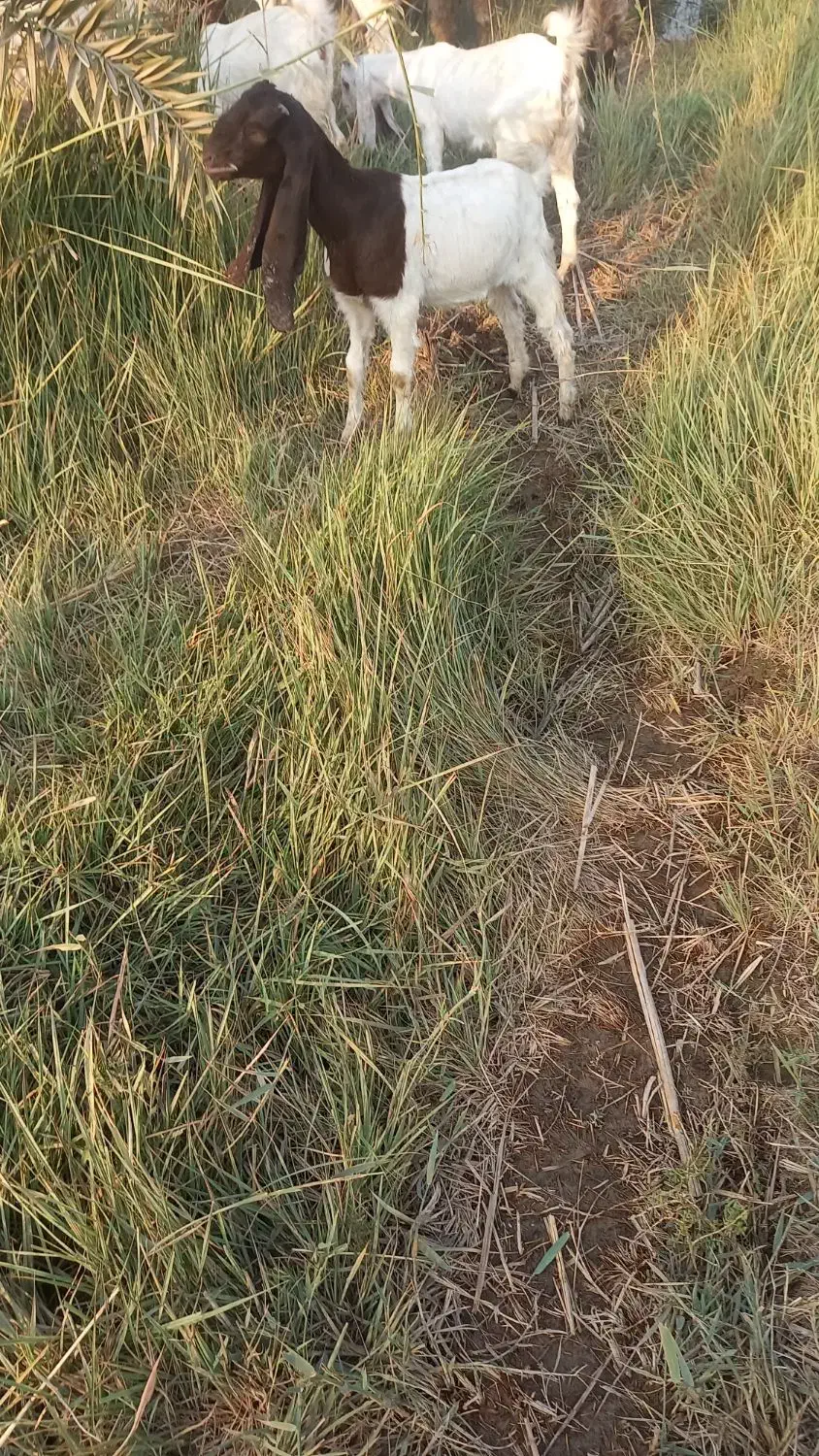 بز ماده افغانی|حیوانات مزرعه|خرمشهر, |دیوار