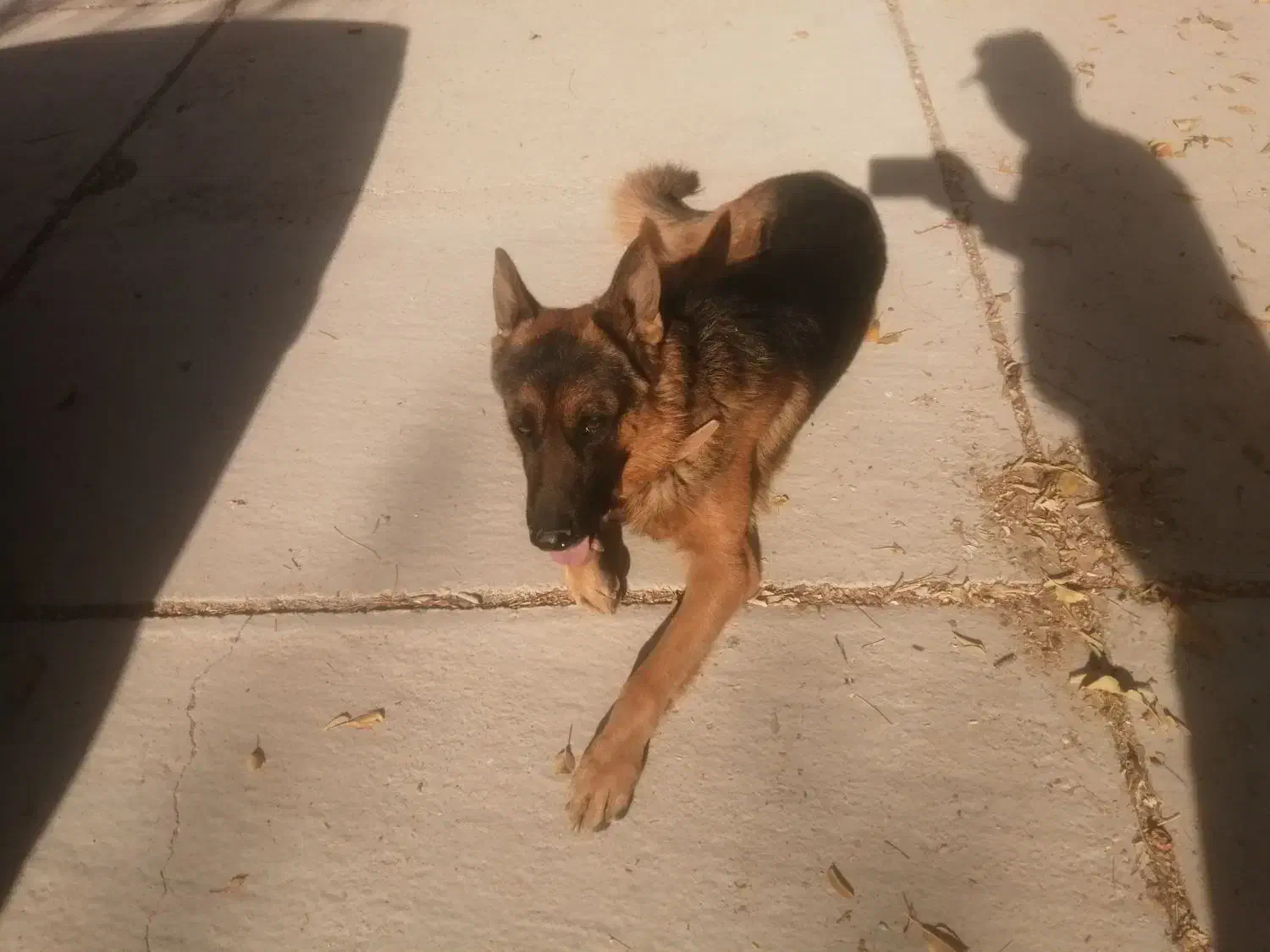 سگ ژرمن نر|سگ|ارژن, |دیوار