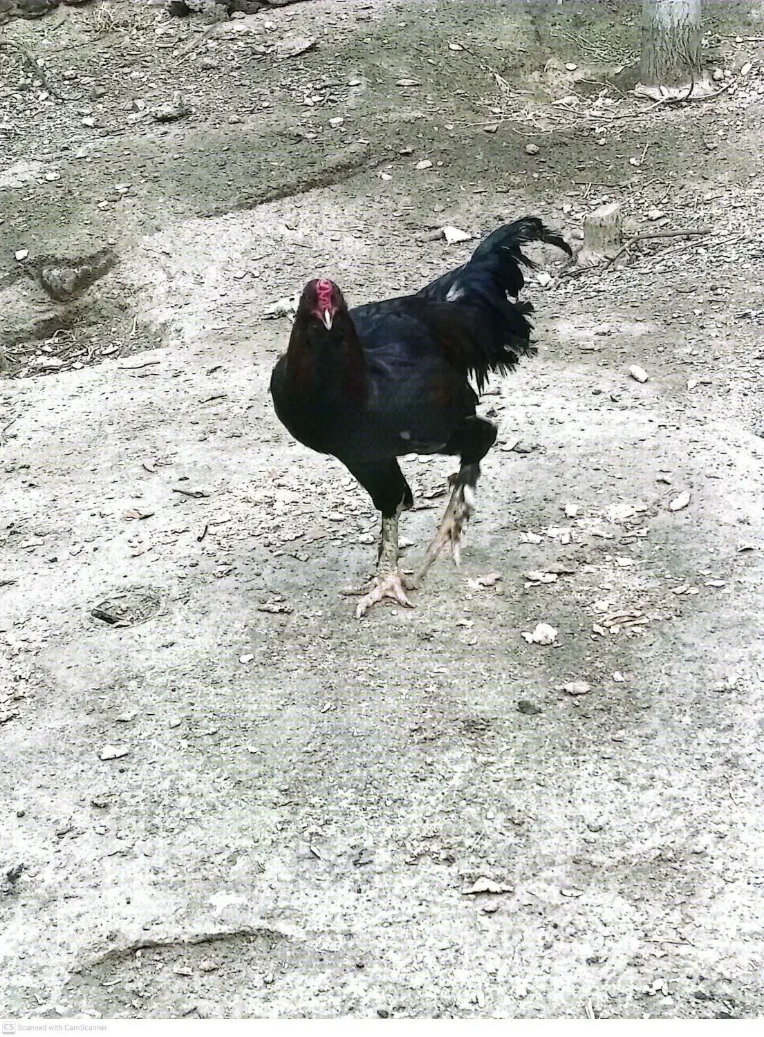 سالم|حیوانات مزرعه|چناران, |دیوار