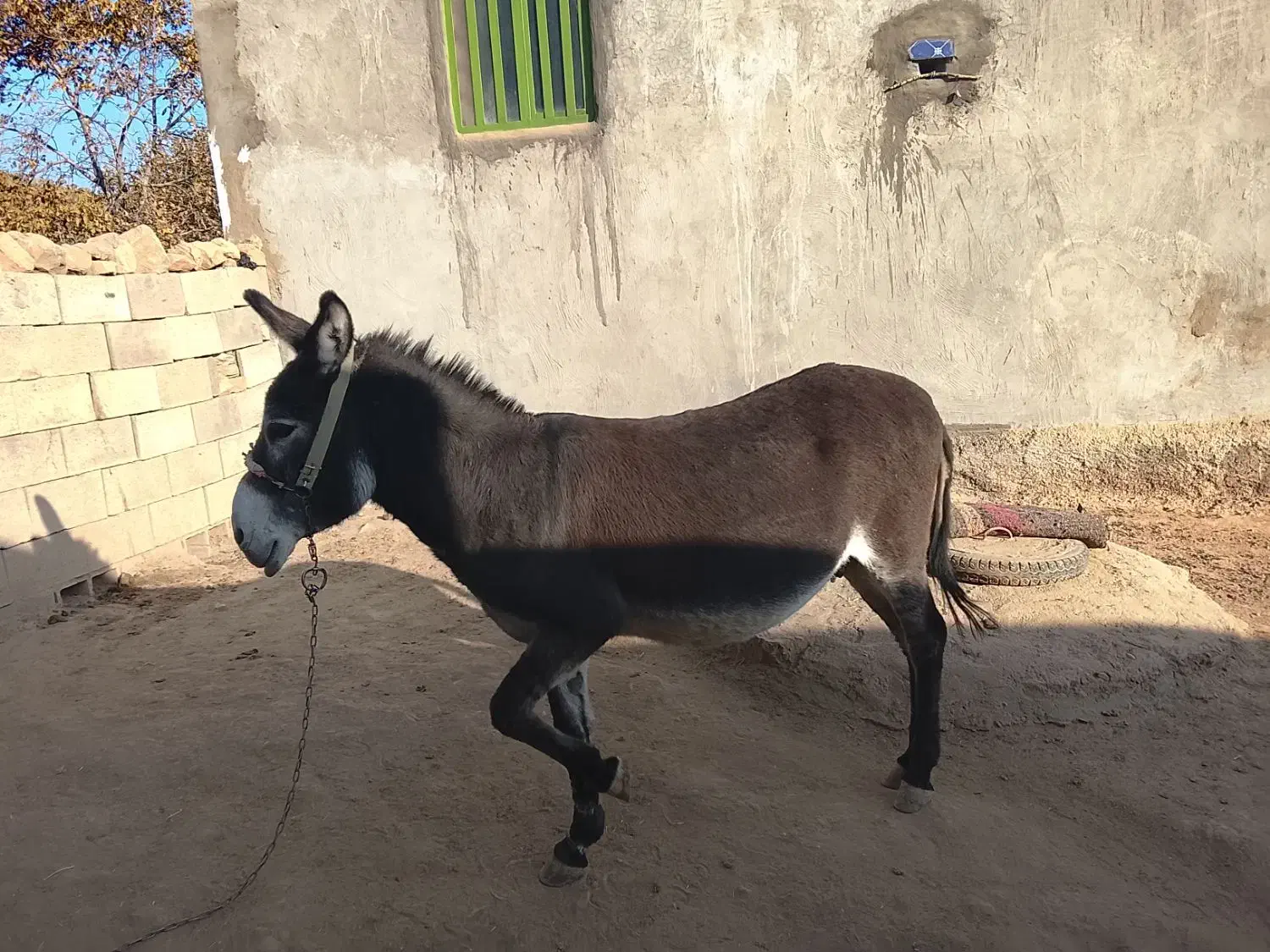 الاغ بخته باری گله ای|حیوانات مزرعه|منج, |دیوار