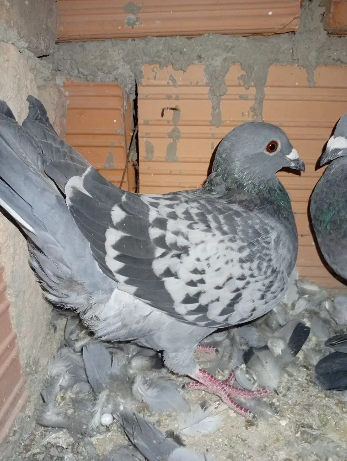 المانی|پرنده|مینودشت, |دیوار