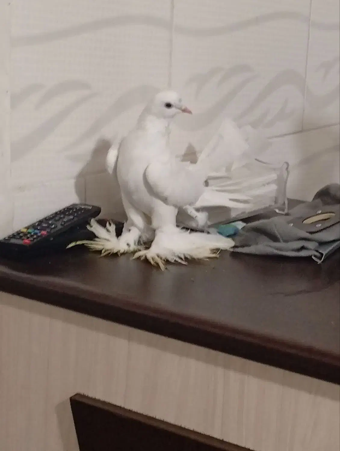 پا پر|پرنده|خسروشاه, |دیوار