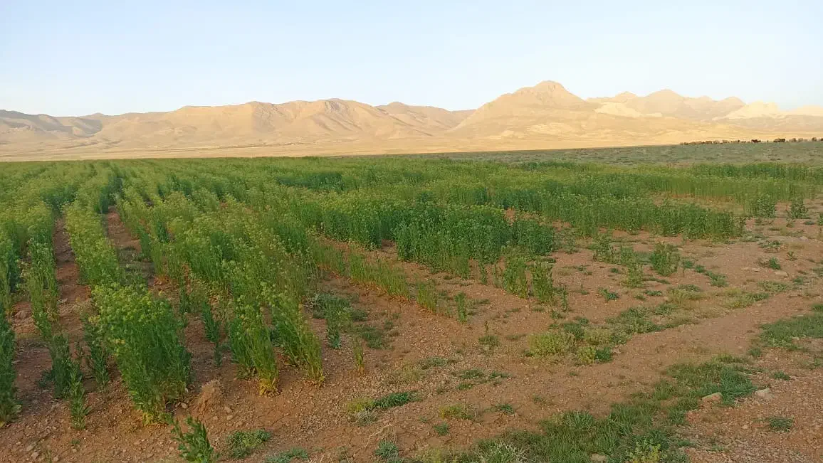فروش ۱۰ هکتار زمین کشاورزی دیم سند تک برگ|فروش دفتر صنعتی، کشاورزی، تجاری|اقلید, |دیوار