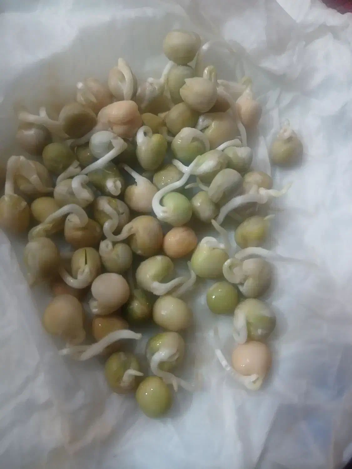 بذر نخود فرنگی خارجی پلمپ|عمده‌فروشی|آزادشهر, |دیوار