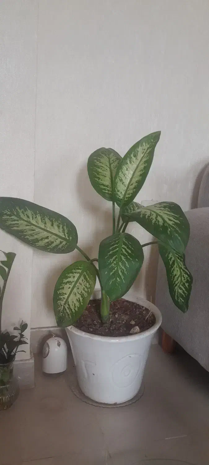 دیفن|گل و گیاه طبیعی|جم, |دیوار