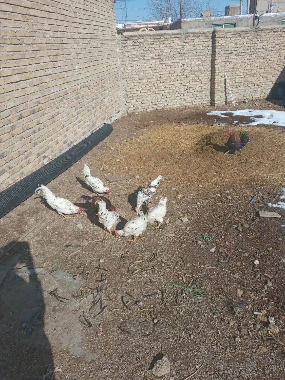 گلین|حیوانات مزرعه|بهار, |دیوار