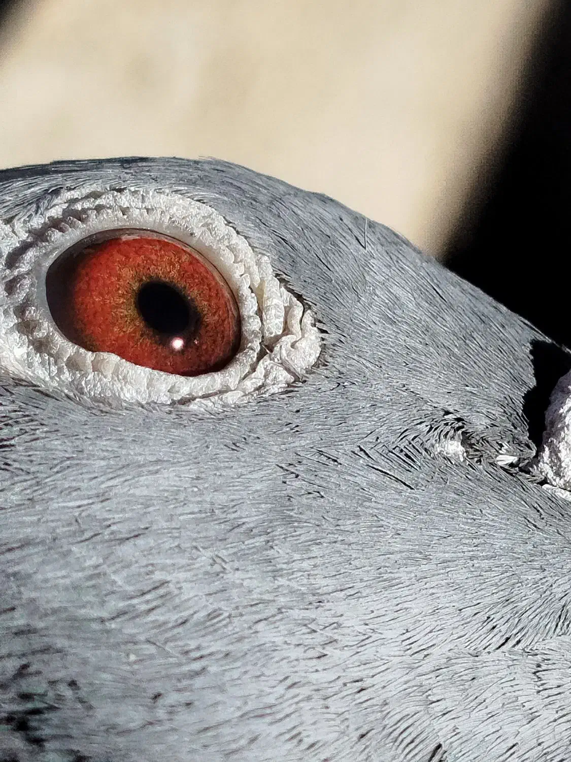 پلاکی نر ماده|پرنده|الیگودرز, |دیوار