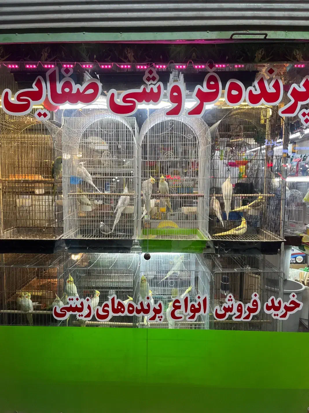 فروش پرنده عروس هلندی|پرنده|آستارا, |دیوار