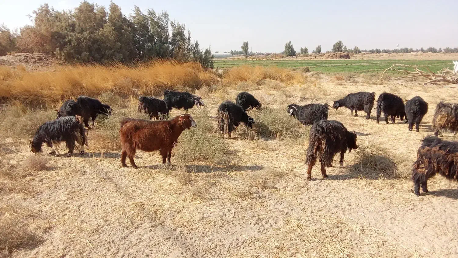 بزماده|حیوانات مزرعه|هیرمند, |دیوار