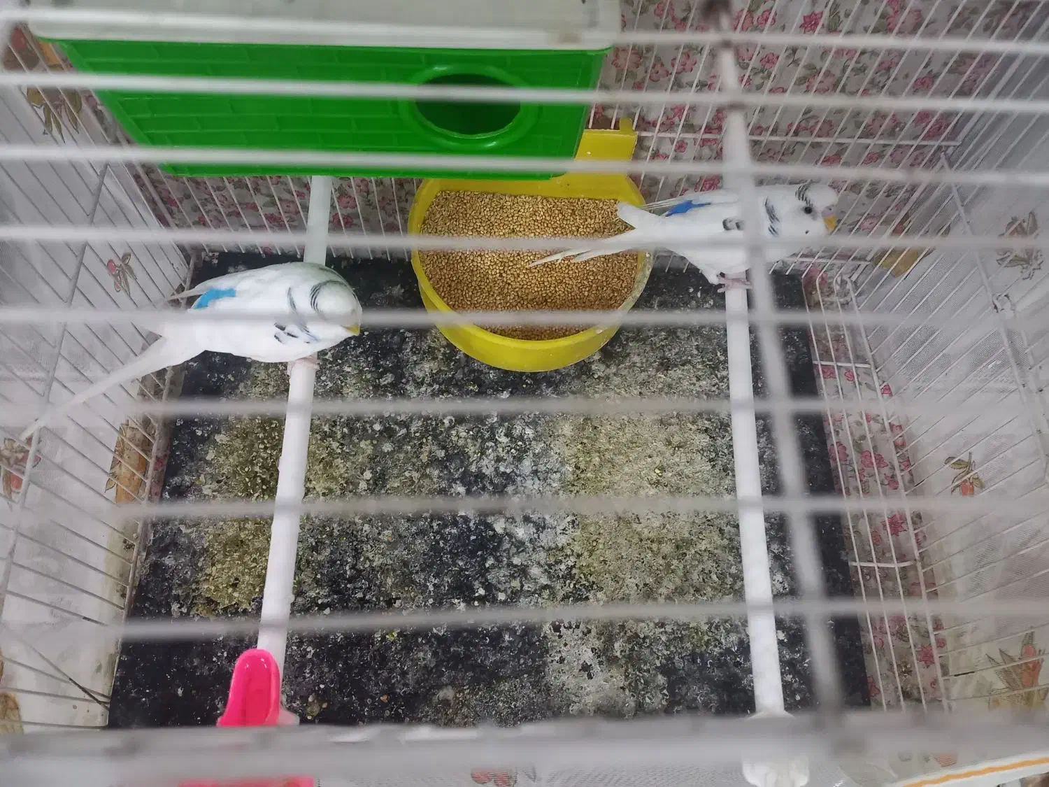 مرغ عشق|پرنده|مشهد, کریم آباد|دیوار