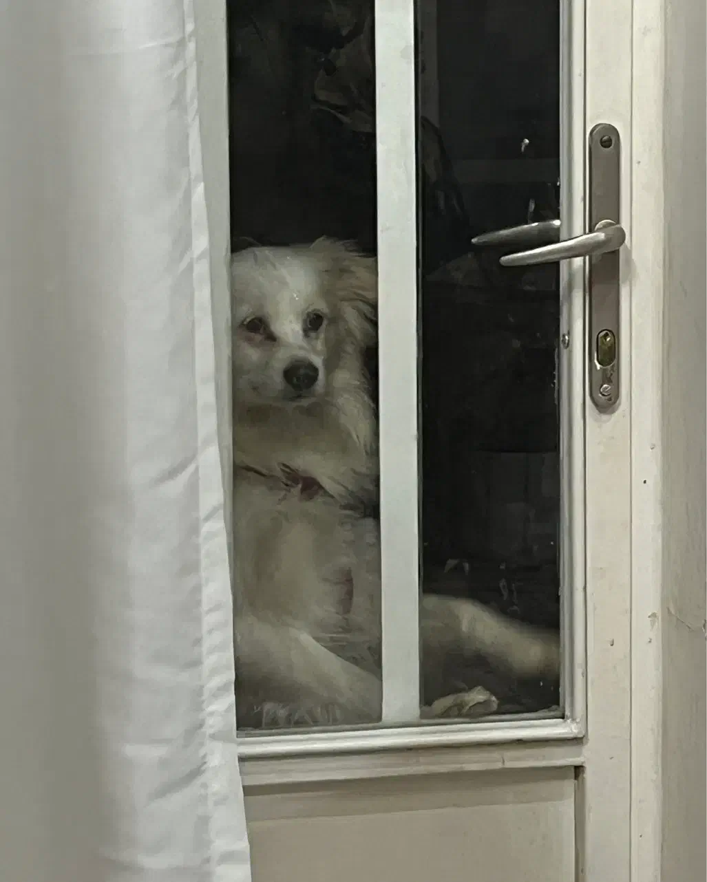 گمشده|حیوانات|اصفهان, بهارستان|دیوار