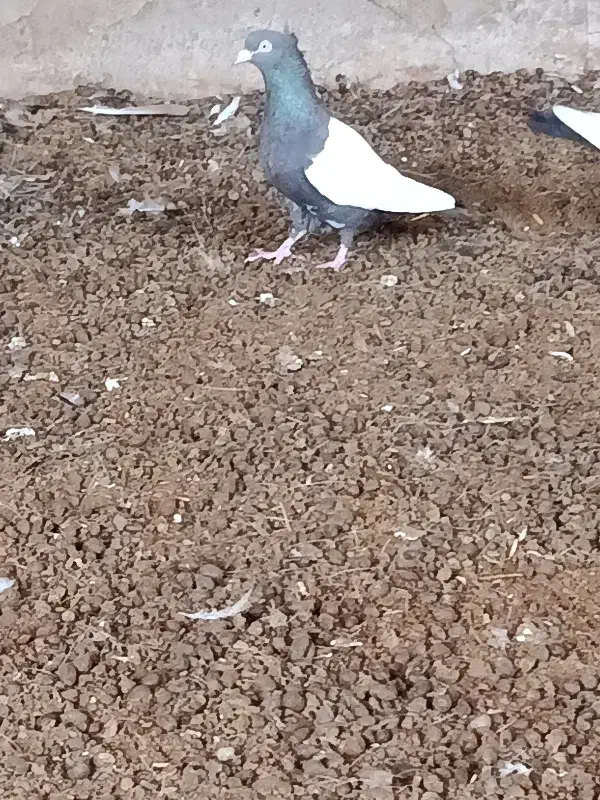 کبوتر سینه سیاه|پرنده|گتوند, |دیوار