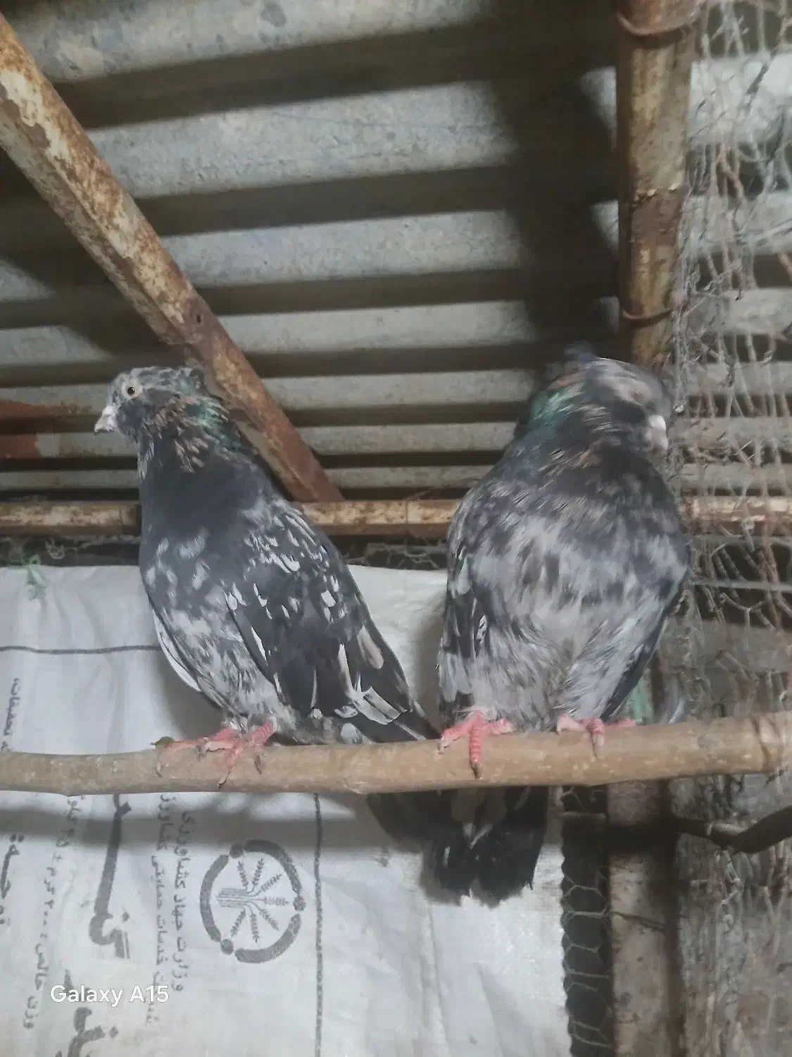 کبوتر سرور کاکلی|پرنده|دلند, |دیوار