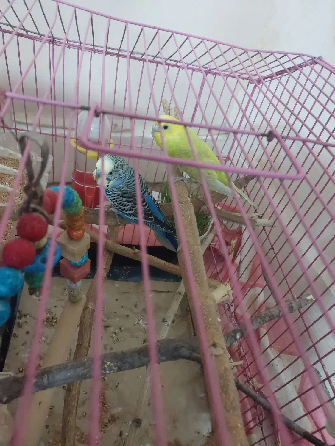 مرغ عشق انگل|پرنده|بندر ماهشهر, |دیوار