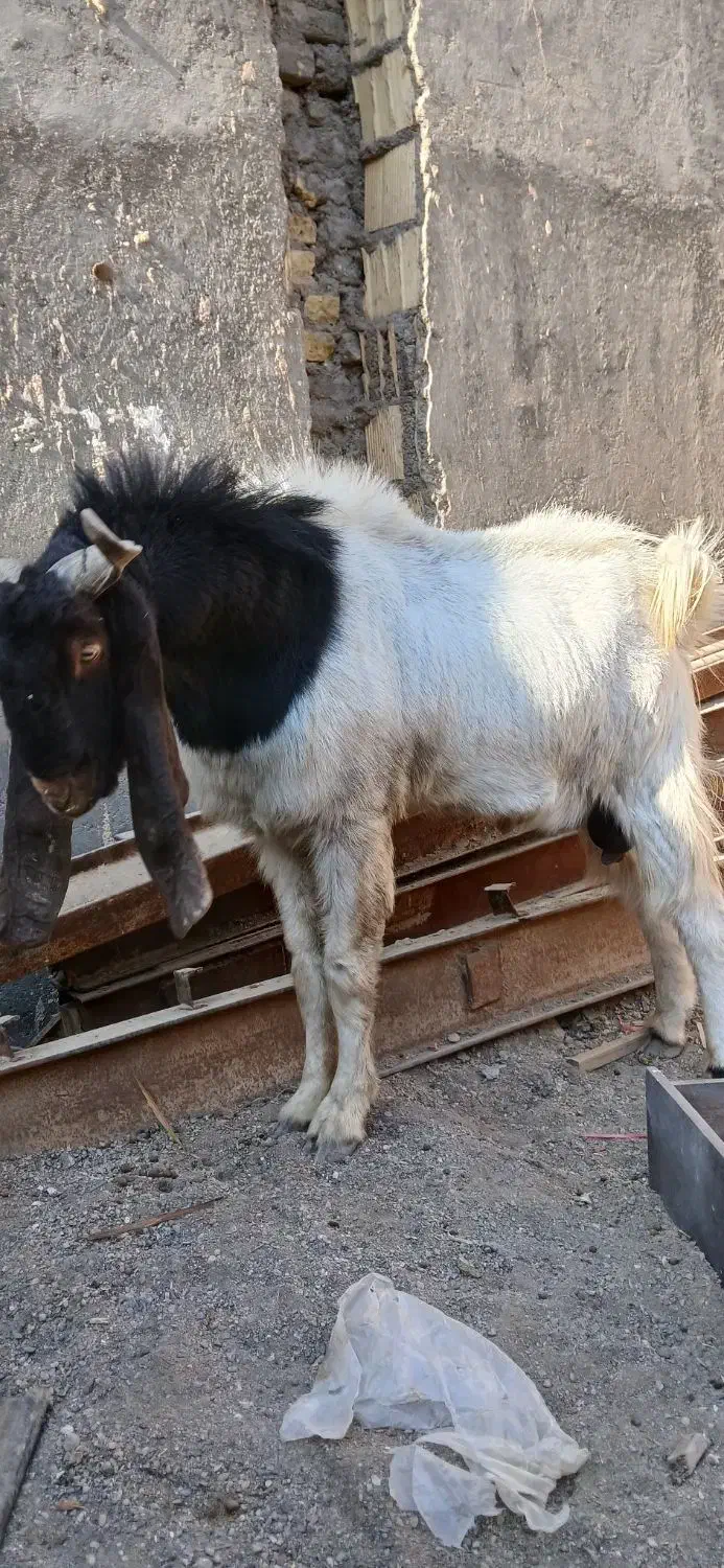 بزونربز|حیوانات مزرعه|مشهد, شیرحصار|دیوار