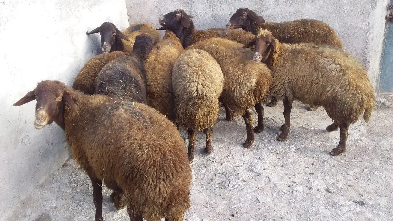 گوشتی وقربانی|حیوانات مزرعه|اردبیل, |دیوار