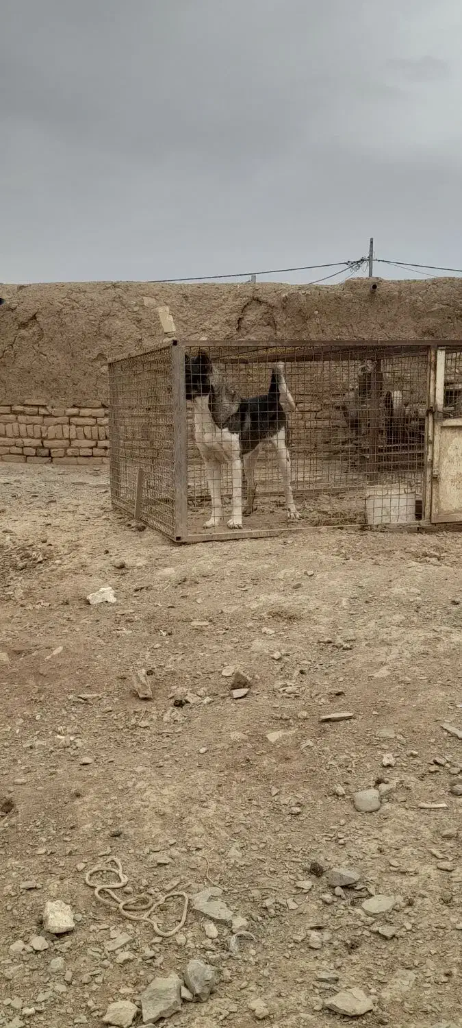 سگ سرابی|سگ|لالجین, |دیوار