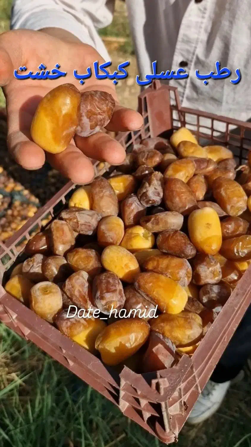 بهترین رطب و خرمای خشت|خوردنی و آشامیدنی|شیراز, فرهنگ شهر|دیوار